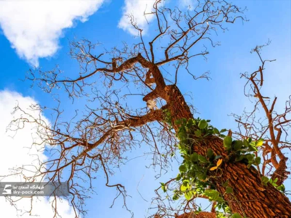 آسمان مجازی طرح کاج قرمز - Image 2