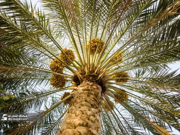آسمان مجازی طرح باغ نخل - Image 2