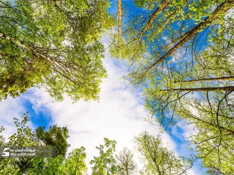آسمان مجازی طرح درخت سبز