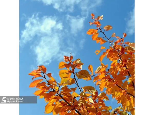 آسمان مجازی طرح درخت نارنجی پاییزی - Image 2
