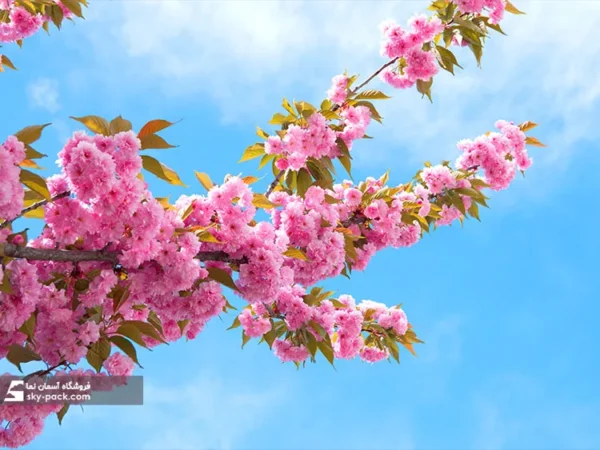 اسمان مجازی طرح شکوفه - Image 2