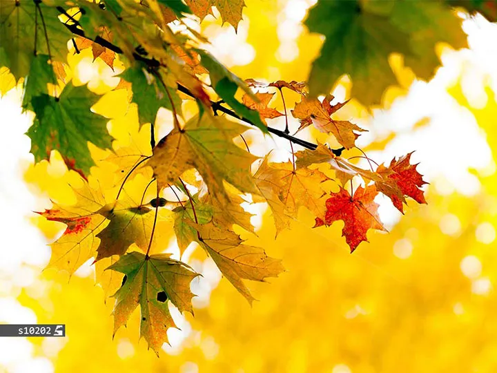 1734432994163.webp سقف مجازی آشپزخانه طرح پاییز - Image 1