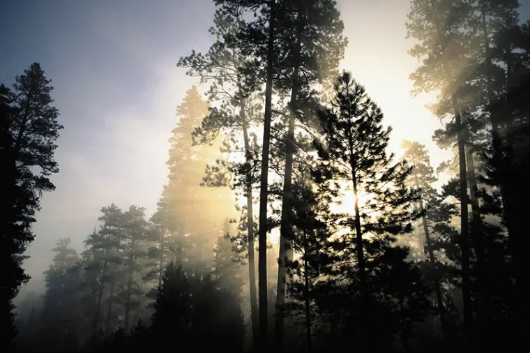 1735610336986.webp بوم کنواس نور و درختان سوزنی - Image 1