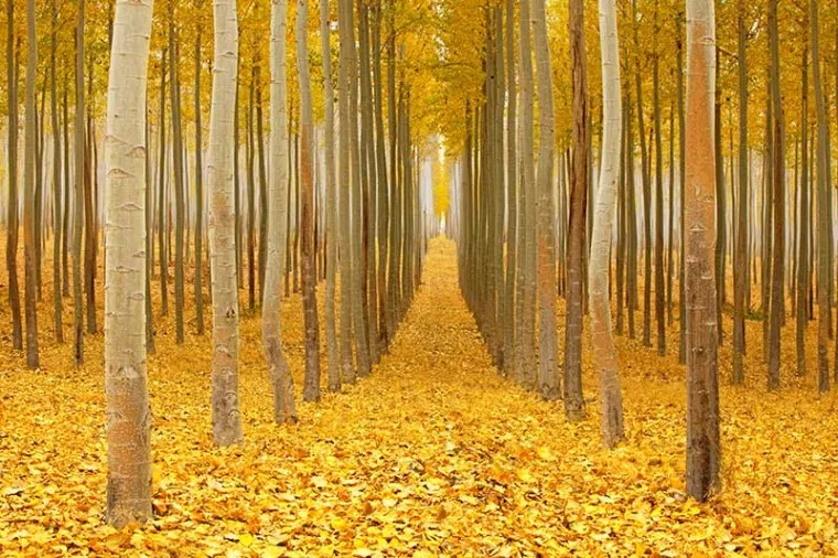 1735610379843.webp بوم کنواس راهرو پاییزی - Image 1