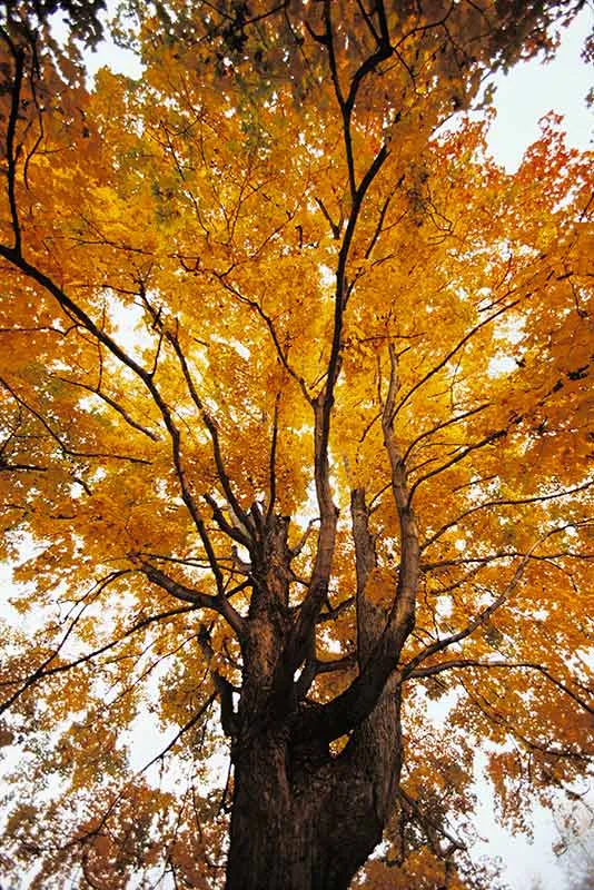 1735610708198.webp بوم کنواس درخت پاییزی - Image 1