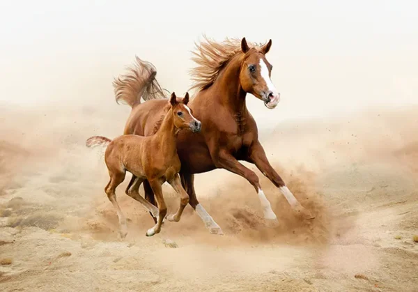 کاغذ دیواری سه بعدی طرح اسب دونده - Image 2