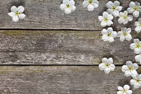 پوستر دیواری طرح چوب و گل یاس