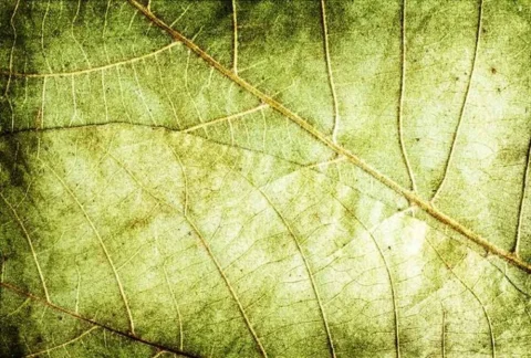 کاغذ دیواری ساده طرح برگ