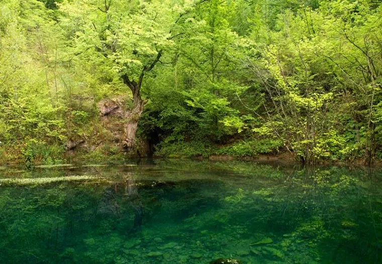 1736247215256.webp پوستر کاغذ دیواری انعکاس درختان - Image 1