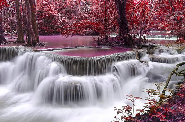 1736322750754.webp کاغذ دیواری منظره جنگل سرخ - Image 1