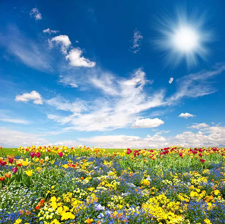 1736326265319.webp پوستر کاغذ دیواری دشت گلها - Image 1