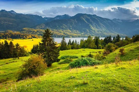پوستر کاغذ دیواری کاج