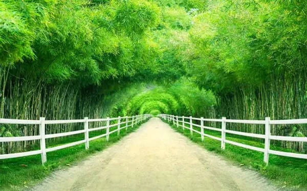 پوستر دیواری منظره سه بعدی جاده بامبو - Image 2