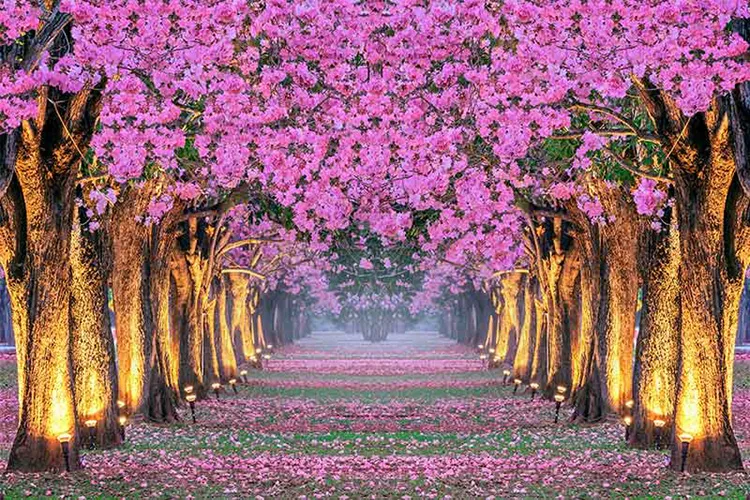 1736394247324.webp پوستر سه بعدی راهروی طبیعت - Image 1