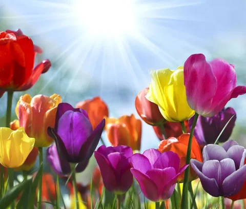پوستر سه بعدی گل لاله