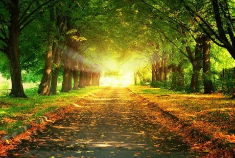 پوستر کاغذ دیواری به وقت پاییز