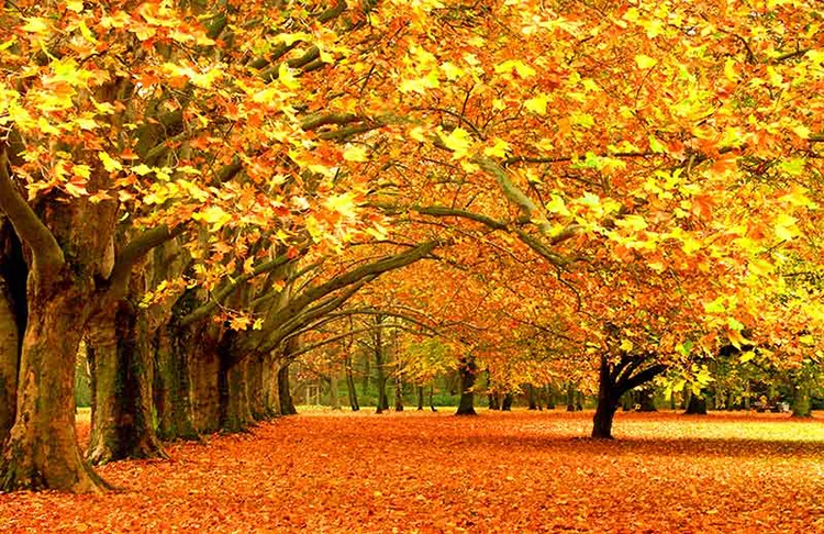 1736915172796.webp پوستر کاغذ دیواری جنگل نقاشی - Image 1