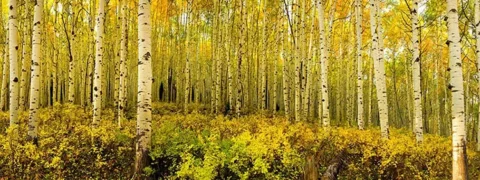 پوستر کاغذ دیواری سرو پاییزی