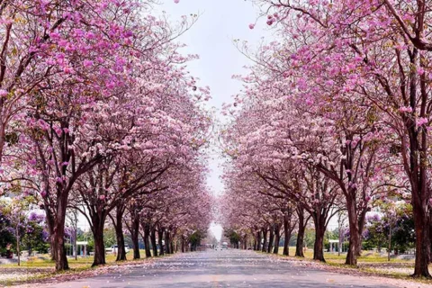 پوستر دیواری شکوفه های صورتی