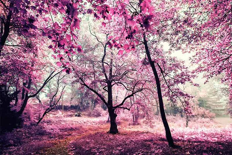 1736933411286.webp پوستر دیواری جنگلی به رنگ صورتی - Image 1