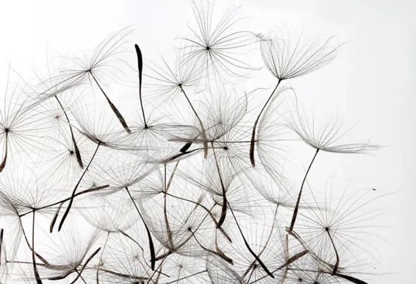 بوم کنواس سیاه و سفید قاصدک - Image 2