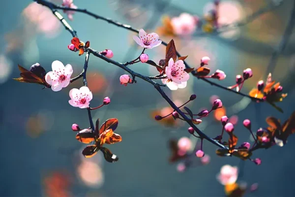 پوستر سه بعدی گل گیلاس ژاپنی - Image 2