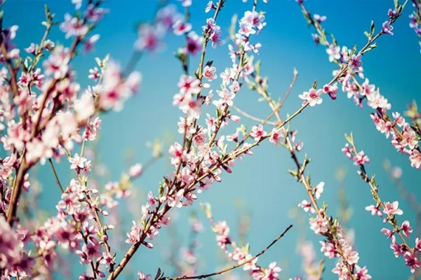 پوستر دیواری شکوفه های هلو - Image 2