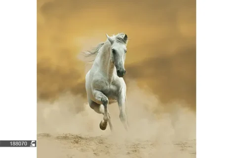 پوستر دیواری حیوانات  اهلی