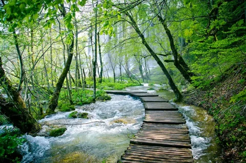 پوستر دیواری پل چوبی و منظره جنگل
